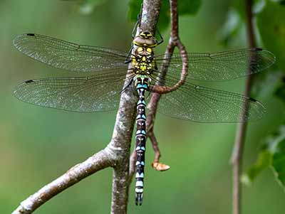 Blue Hawker
