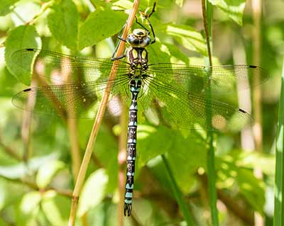 Blue Hawker
