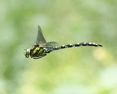 Blue Hawker