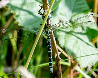 Blue Hawker