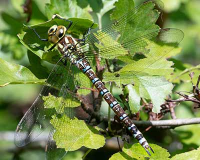 Blue Hawker