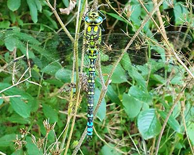 Blue Hawker