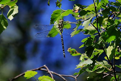 Blue Hawker