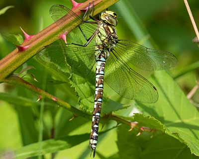 Blue Hawker