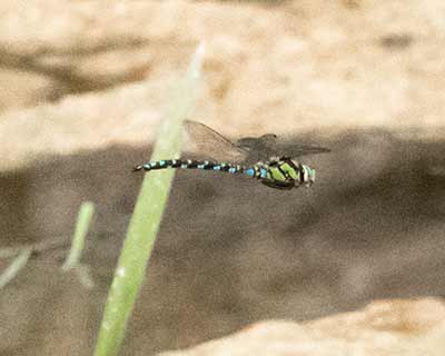 Blue Hawker