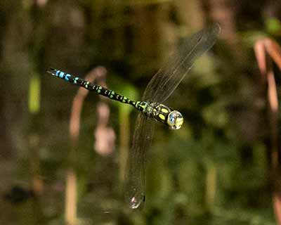 Blue Hawker