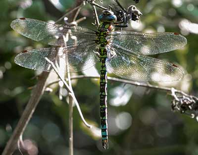 Blue Hawker