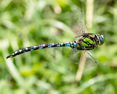 Blue Hawker