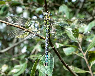 Blue Hawker