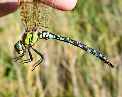 Blue Hawker