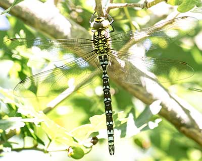 Blue Hawker