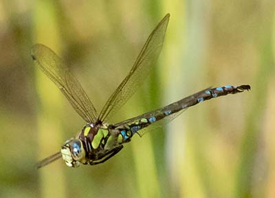 Blue Hawker