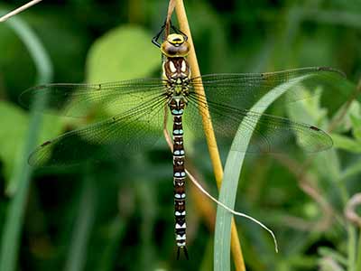 Blue Hawker