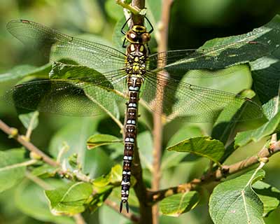 Blue Hawker