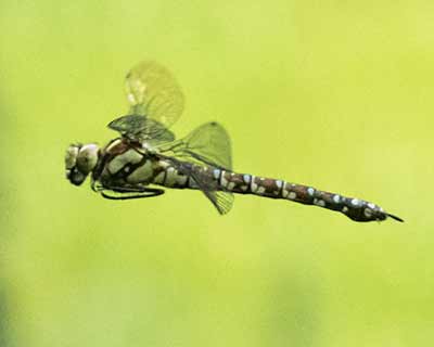 Blue Hawker