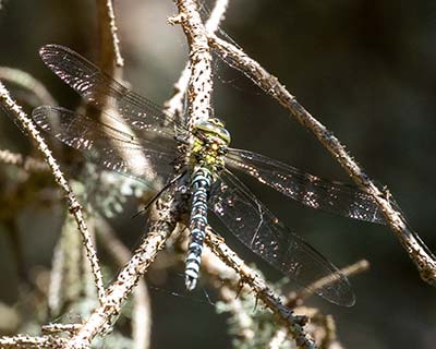 Blue Hawker