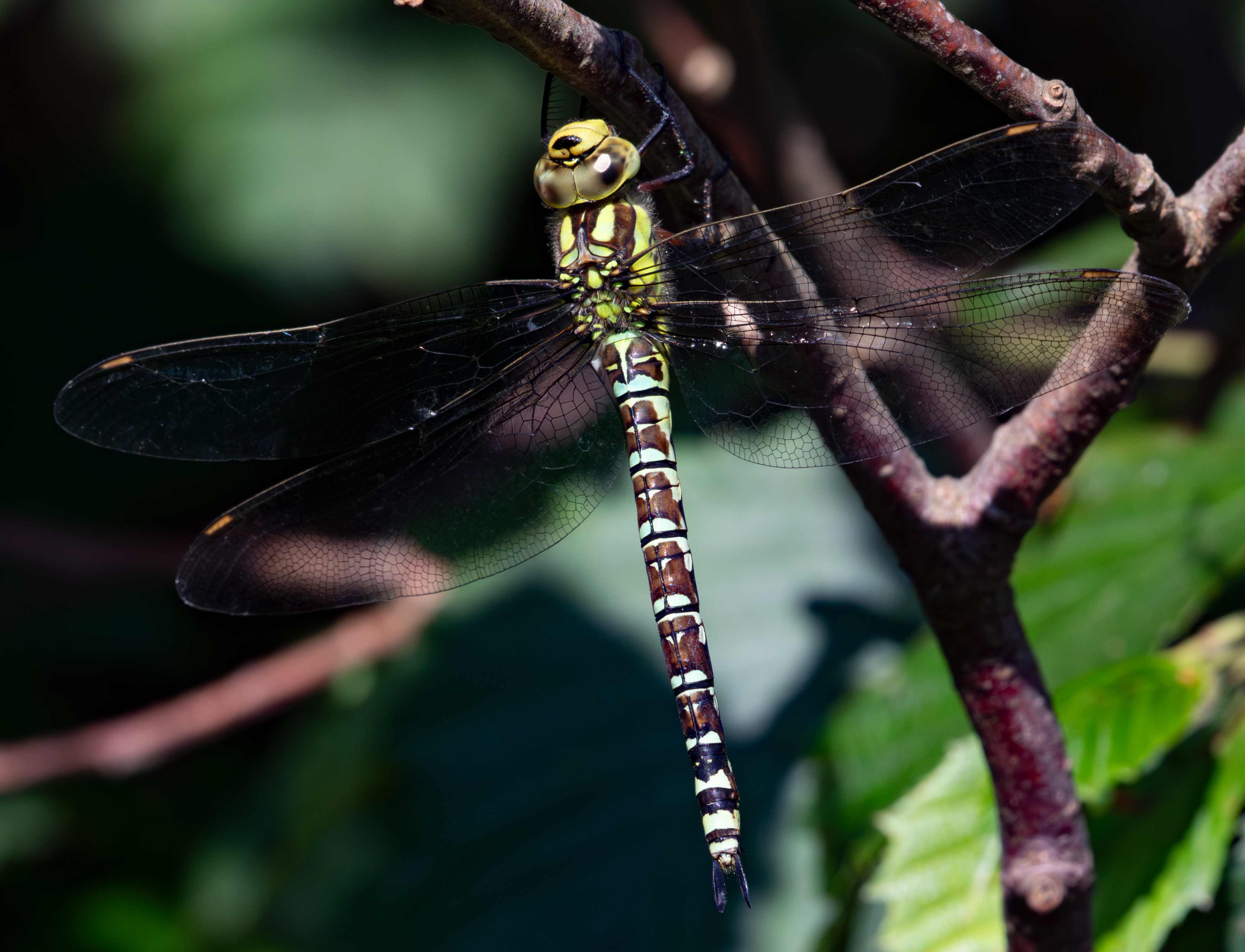 Blue Hawker