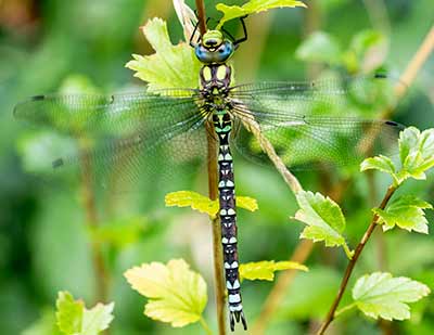 Blue Hawker