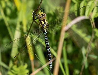 Blue Hawker