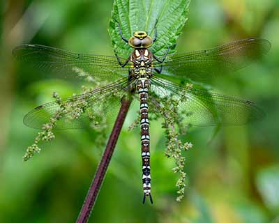Blue Hawker