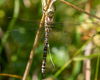 Blue Hawker
