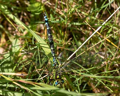 Blue Hawker