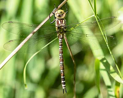 Blue Hawker