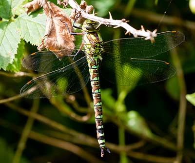 Blue Hawker