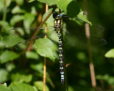 Blue Hawker