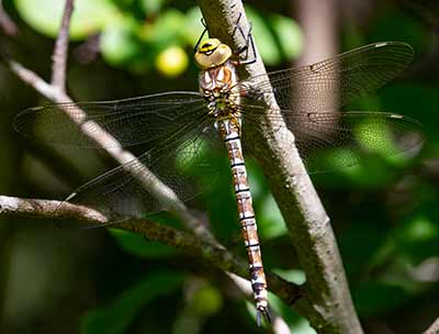 Blue Hawker