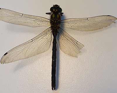 Blue Hawker