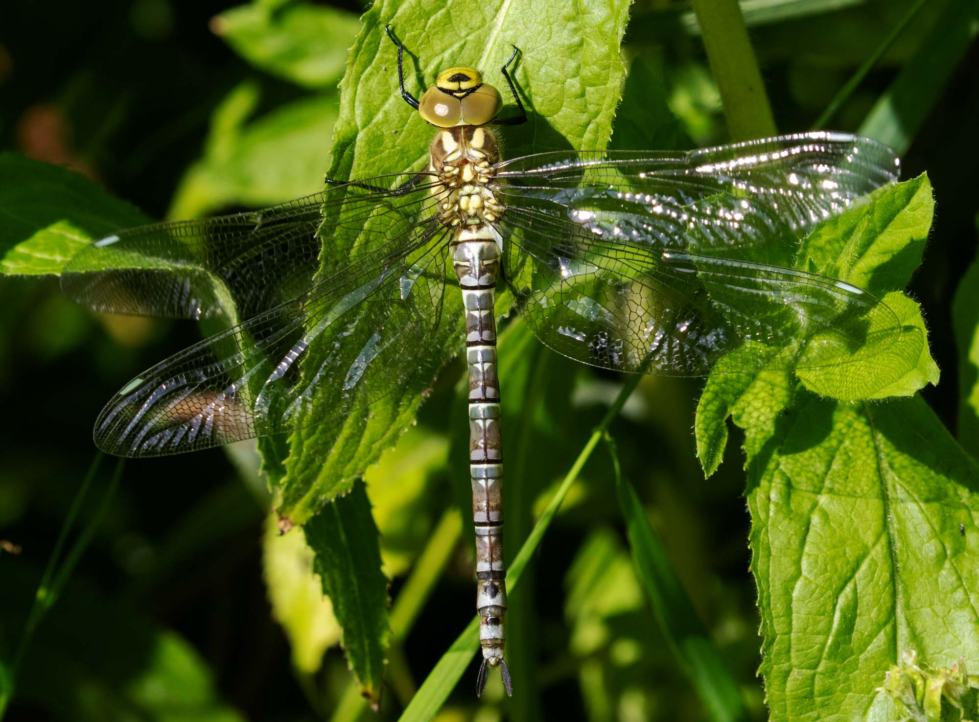 Blue Hawker