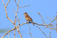 Blue Grosbeak