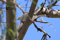 Blue-gray Gnatcatcher