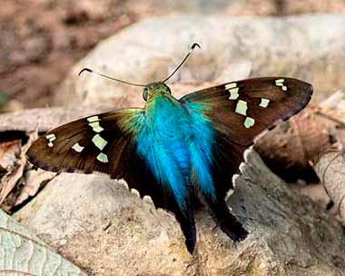 Bluish Longtail