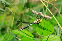 Blue Hawker