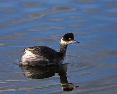 Eared Grebe