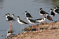 Black-necked Stilt