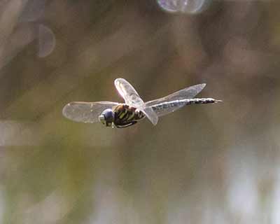 Bog Hawker