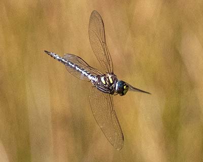Bog Hawker