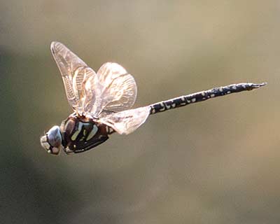 Bog Hawker