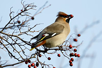 Bohemian Waxwing