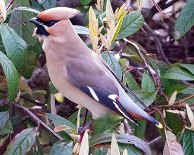 Bohemian Waxwing