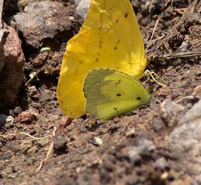 Boisduval's Yellow