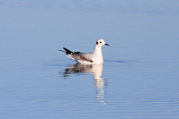 Bonaparte's Gull