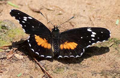 Bordered Patch