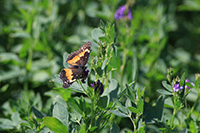 Bordered Patch