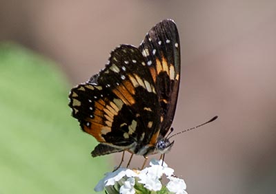 Bordered Patch