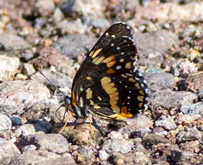 Bordered Patch