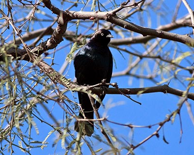 Brewer's Blackbird